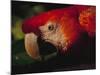Colorful Macaw, Antigua, Guatemala-Merrill Images-Mounted Photographic Print