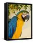 Colorful Macaw Bird, Chichicastenango, Guatemala-Bill Bachmann-Framed Stretched Canvas