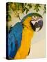 Colorful Macaw Bird, Chichicastenango, Guatemala-Bill Bachmann-Stretched Canvas