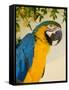 Colorful Macaw Bird, Chichicastenango, Guatemala-Bill Bachmann-Framed Stretched Canvas