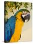 Colorful Macaw Bird, Chichicastenango, Guatemala-Bill Bachmann-Stretched Canvas