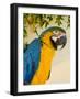 Colorful Macaw Bird, Chichicastenango, Guatemala-Bill Bachmann-Framed Photographic Print