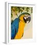 Colorful Macaw Bird, Chichicastenango, Guatemala-Bill Bachmann-Framed Photographic Print