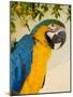 Colorful Macaw Bird, Chichicastenango, Guatemala-Bill Bachmann-Mounted Photographic Print