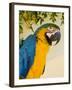 Colorful Macaw Bird, Chichicastenango, Guatemala-Bill Bachmann-Framed Photographic Print