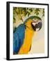 Colorful Macaw Bird, Chichicastenango, Guatemala-Bill Bachmann-Framed Photographic Print