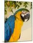 Colorful Macaw Bird, Chichicastenango, Guatemala-Bill Bachmann-Mounted Photographic Print