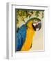 Colorful Macaw Bird, Chichicastenango, Guatemala-Bill Bachmann-Framed Photographic Print