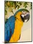 Colorful Macaw Bird, Chichicastenango, Guatemala-Bill Bachmann-Mounted Photographic Print