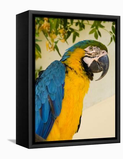 Colorful Macaw Bird, Chichicastenango, Guatemala-Bill Bachmann-Framed Stretched Canvas
