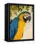 Colorful Macaw Bird, Chichicastenango, Guatemala-Bill Bachmann-Framed Stretched Canvas