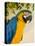 Colorful Macaw Bird, Chichicastenango, Guatemala-Bill Bachmann-Stretched Canvas