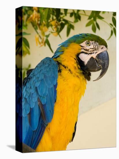Colorful Macaw Bird, Chichicastenango, Guatemala-Bill Bachmann-Stretched Canvas