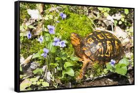 Colorful Male Eastern Box Turtle (Terrapene Carolina Carolina) on Sphagnum Moss-Lynn M^ Stone-Framed Stretched Canvas