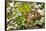 Colorful Male Eastern Box Turtle (Terrapene Carolina Carolina) on Sphagnum Moss-Lynn M^ Stone-Framed Stretched Canvas
