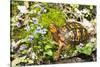 Colorful Male Eastern Box Turtle (Terrapene Carolina Carolina) on Sphagnum Moss-Lynn M^ Stone-Stretched Canvas