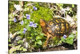 Colorful Male Eastern Box Turtle (Terrapene Carolina Carolina) on Sphagnum Moss-Lynn M^ Stone-Stretched Canvas