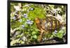 Colorful Male Eastern Box Turtle (Terrapene Carolina Carolina) on Sphagnum Moss-Lynn M^ Stone-Framed Photographic Print