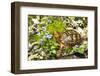 Colorful Male Eastern Box Turtle (Terrapene Carolina Carolina) on Sphagnum Moss-Lynn M^ Stone-Framed Photographic Print