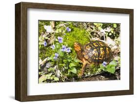 Colorful Male Eastern Box Turtle (Terrapene Carolina Carolina) on Sphagnum Moss-Lynn M^ Stone-Framed Photographic Print