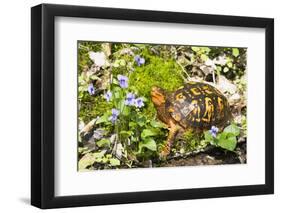 Colorful Male Eastern Box Turtle (Terrapene Carolina Carolina) on Sphagnum Moss-Lynn M^ Stone-Framed Photographic Print