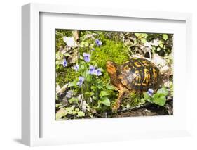 Colorful Male Eastern Box Turtle (Terrapene Carolina Carolina) on Sphagnum Moss-Lynn M^ Stone-Framed Photographic Print