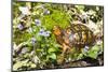 Colorful Male Eastern Box Turtle (Terrapene Carolina Carolina) on Sphagnum Moss-Lynn M^ Stone-Mounted Photographic Print