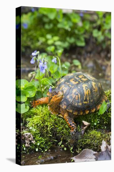 Colorful Male Eastern Box Turtle (Terrapene Carolina Carolina)-Lynn M^ Stone-Stretched Canvas