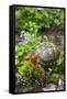 Colorful Male Eastern Box Turtle (Terrapene Carolina Carolina)-Lynn M^ Stone-Framed Stretched Canvas