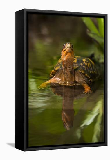 Colorful Male Eastern Box Turtle (Terrapene Carolina Carolina)-Lynn M^ Stone-Framed Stretched Canvas