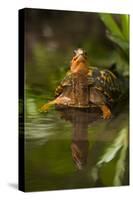Colorful Male Eastern Box Turtle (Terrapene Carolina Carolina)-Lynn M^ Stone-Stretched Canvas