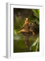 Colorful Male Eastern Box Turtle (Terrapene Carolina Carolina)-Lynn M^ Stone-Framed Photographic Print