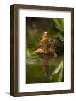 Colorful Male Eastern Box Turtle (Terrapene Carolina Carolina)-Lynn M^ Stone-Framed Photographic Print