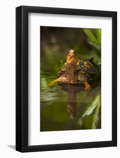 Colorful Male Eastern Box Turtle (Terrapene Carolina Carolina)-Lynn M^ Stone-Framed Photographic Print