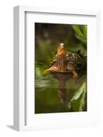 Colorful Male Eastern Box Turtle (Terrapene Carolina Carolina)-Lynn M^ Stone-Framed Photographic Print