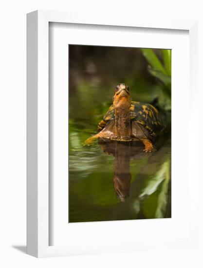 Colorful Male Eastern Box Turtle (Terrapene Carolina Carolina)-Lynn M^ Stone-Framed Photographic Print