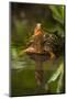 Colorful Male Eastern Box Turtle (Terrapene Carolina Carolina)-Lynn M^ Stone-Mounted Photographic Print