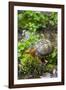 Colorful Male Eastern Box Turtle (Terrapene Carolina Carolina)-Lynn M^ Stone-Framed Photographic Print