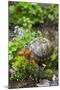 Colorful Male Eastern Box Turtle (Terrapene Carolina Carolina)-Lynn M^ Stone-Mounted Photographic Print