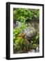 Colorful Male Eastern Box Turtle (Terrapene Carolina Carolina)-Lynn M^ Stone-Framed Photographic Print