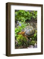 Colorful Male Eastern Box Turtle (Terrapene Carolina Carolina)-Lynn M^ Stone-Framed Photographic Print