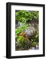 Colorful Male Eastern Box Turtle (Terrapene Carolina Carolina)-Lynn M^ Stone-Framed Photographic Print