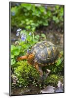 Colorful Male Eastern Box Turtle (Terrapene Carolina Carolina)-Lynn M^ Stone-Mounted Photographic Print