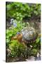 Colorful Male Eastern Box Turtle (Terrapene Carolina Carolina)-Lynn M^ Stone-Stretched Canvas