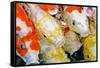 Colorful Many Koi Carp-Yongkiet-Framed Stretched Canvas