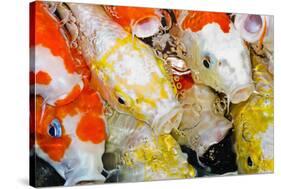 Colorful Many Koi Carp-Yongkiet-Stretched Canvas