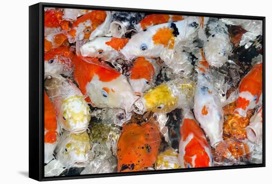 Colorful Many Koi Carp-Yongkiet-Framed Stretched Canvas