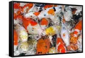 Colorful Many Koi Carp-Yongkiet-Framed Stretched Canvas