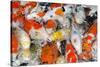 Colorful Many Koi Carp-Yongkiet-Stretched Canvas