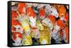 Colorful Many Koi Carp-Yongkiet-Framed Stretched Canvas